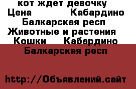 кот ждет девочку › Цена ­ 1 500 - Кабардино-Балкарская респ. Животные и растения » Кошки   . Кабардино-Балкарская респ.